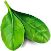 hoja