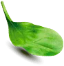 hoja
